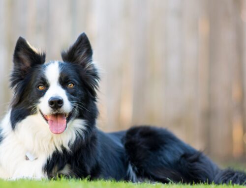 Why Regular Pet Wellness Exams are Crucial for Your Furry Friend’s Health